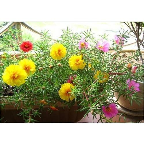 Hạt giống hoa 10h kép mỹ nhiều màu - 1 gói 200 hạt