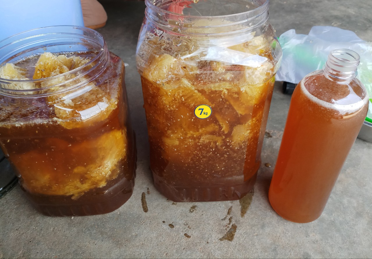 MẬT ONG RỪNG NGUYÊN CHẤT (RỪNG QUỐC GIA KONKAKING GIA LAI)