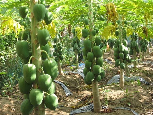 Nấm đối kháng TRICHODERMA (1kg) giúp phòng trừ bệnh và cải tạo đất