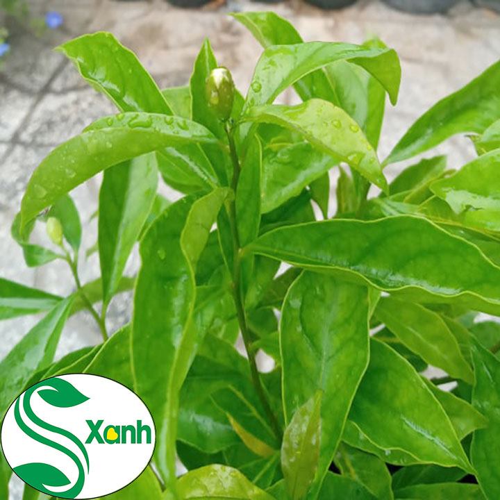 Cây Hoa Lài Nhật dễ khỏe cây đẹp