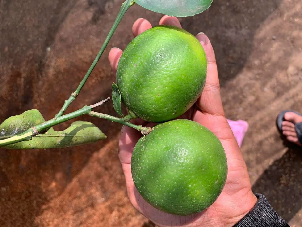 Cây giống chanh không hạt tứ quý bông tím trái chùm