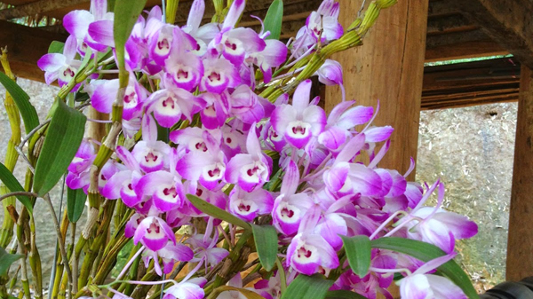 1 BÓ HOA LAN HOÀNG THẢO ĐÙI GÀ GIỐNG, HOA TUYỆT ĐẸP, HOA NỞ TẾT