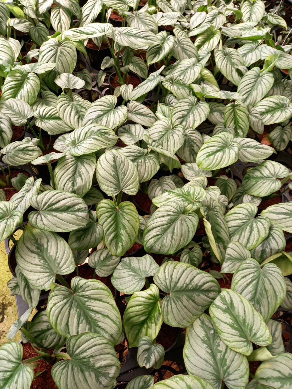 Philodendron Mamei - Silver cloud Trầu bà lá bạc