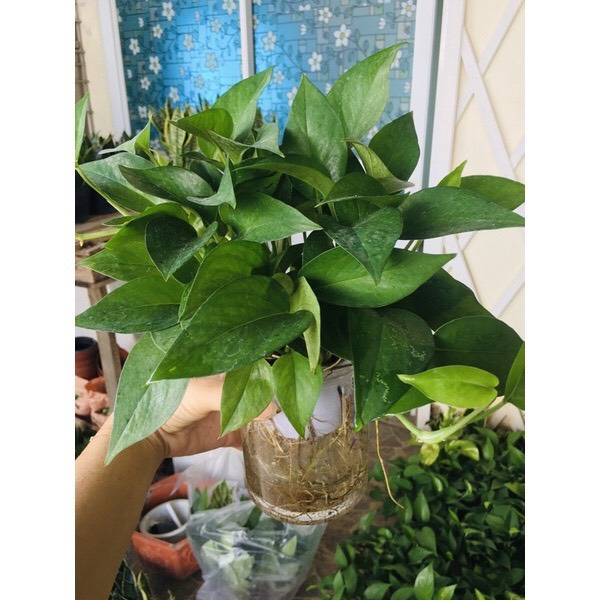 Trầu Bà Thuỷ Sinh