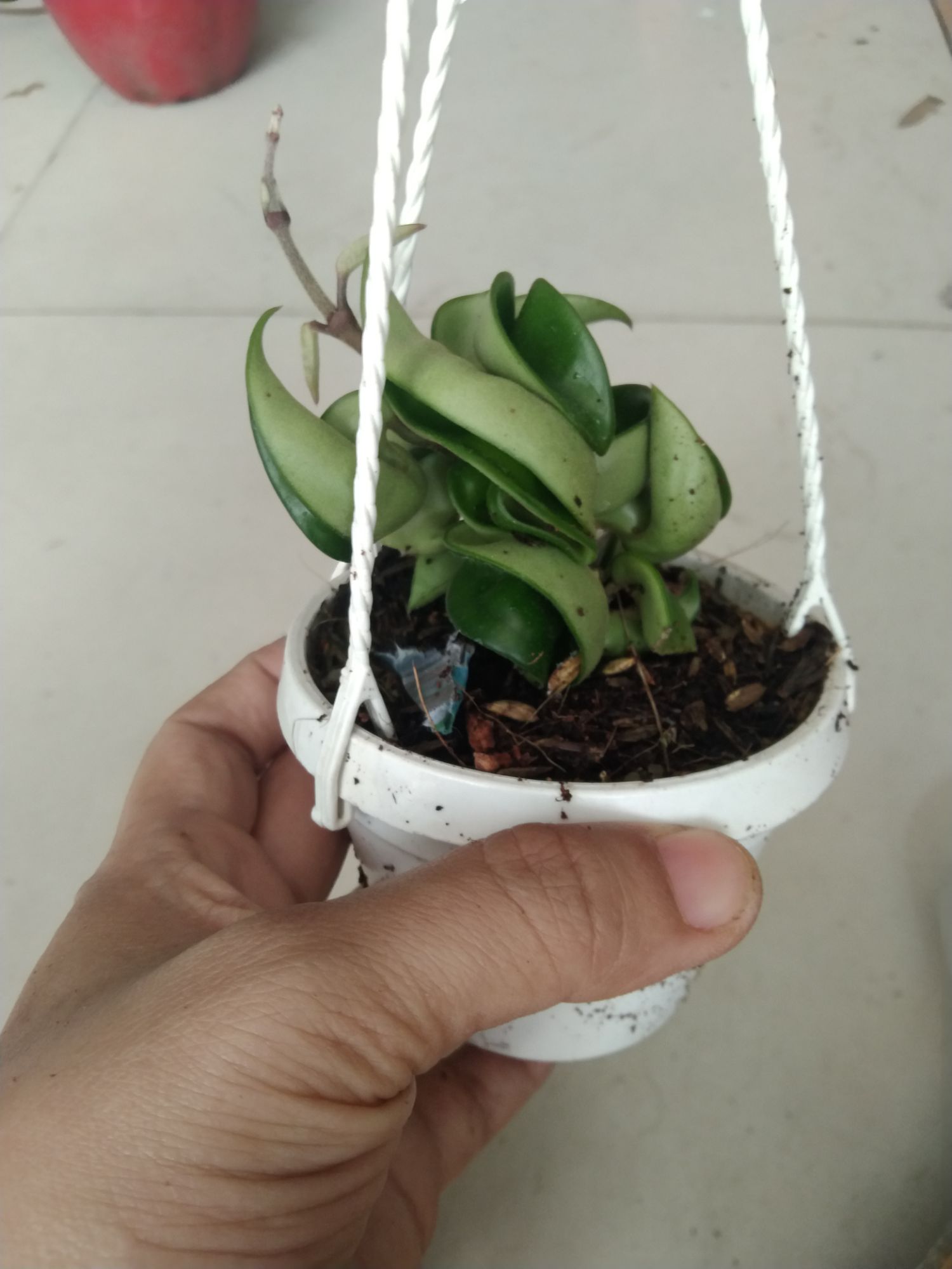 Cẩm cù xoắn cây giống