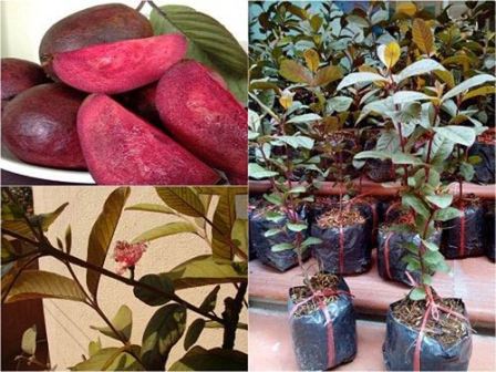 Cây giống ổi tím