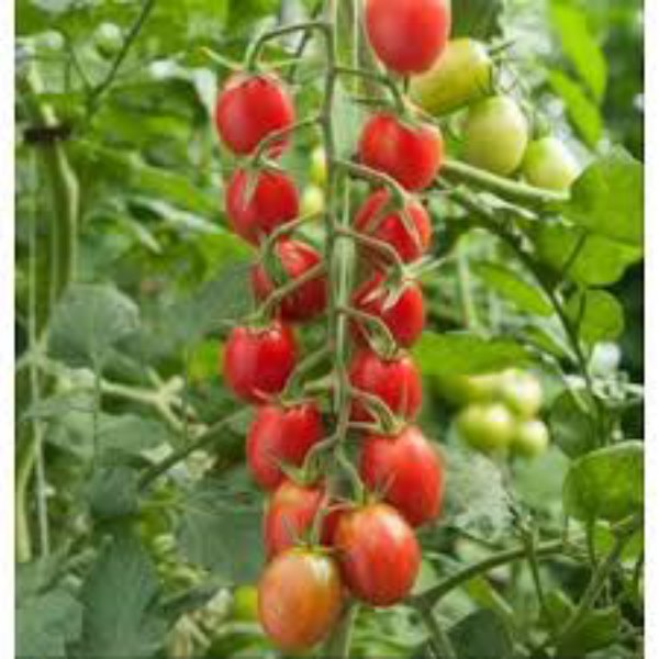 Túi 30 Hạt Giống Cà Chua Chuỗi Ngọc F1. Dễ Trồng - Năng Xuất Cao