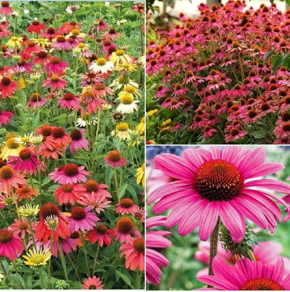 Hạt giống hoa cúc trái thông - gói 50 hạt