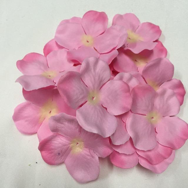 Cánh hoa cẩm tú cầu