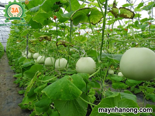 Hạt giống dưa lê bạch tuyết -  gói 20 hạt