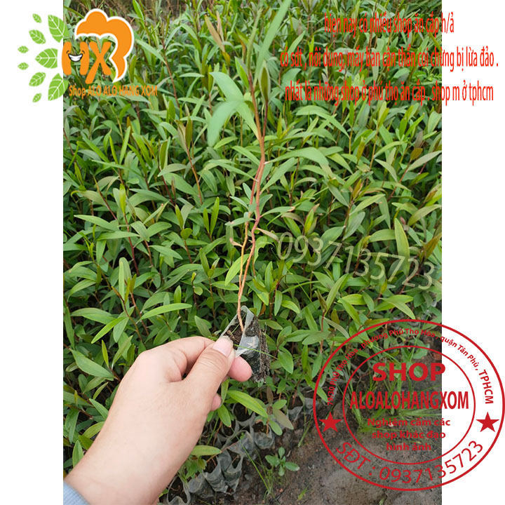 [HCM]Combo 50 cây tràm úc -cây giống