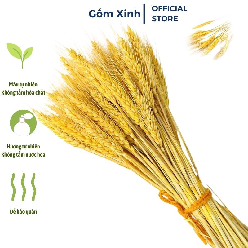 Lúa Mạch Vàng Bó 100 Bông Trang Trí