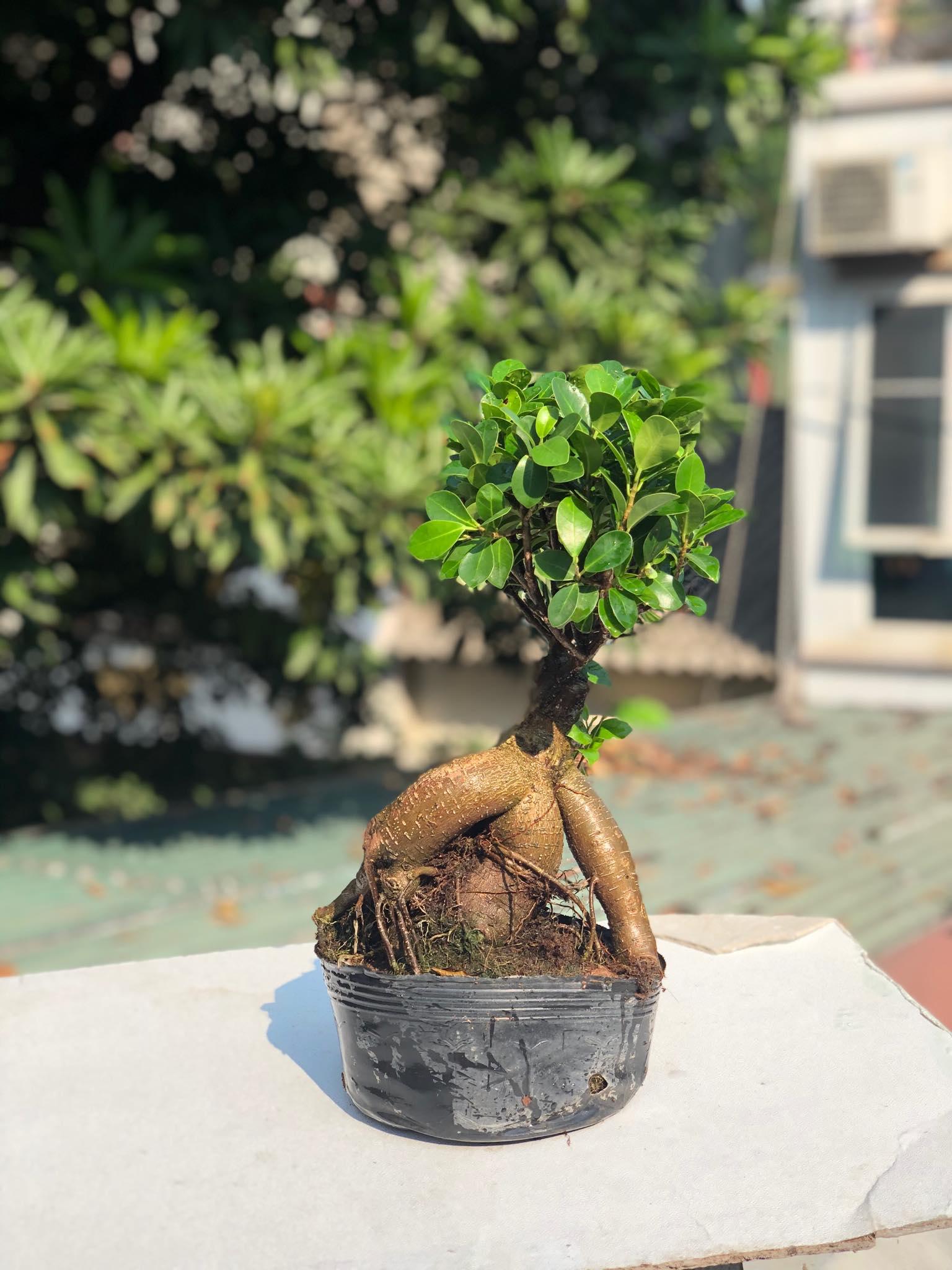 Cây bon sai si nhật 4