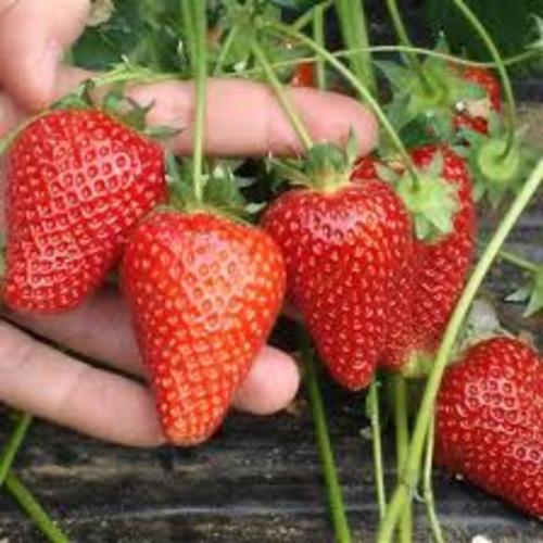 COMBO 04 CÂY GIỐNG DÂU TÂY ĐỎ - SIÊU SAI QUẢ - VỊ NGỌT MÁT, RẤT THƠM. CÂY CHỊU NHIỆT