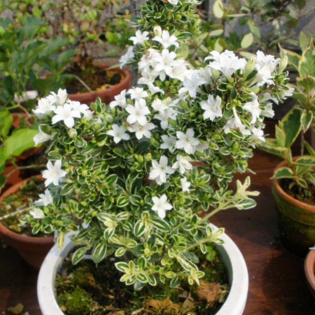 bạch tuyết mai bonsai DÁNGD ĐẸP