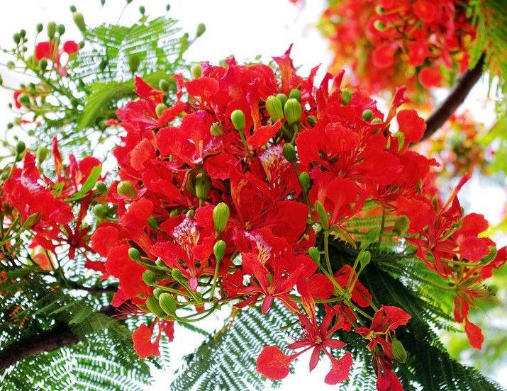 "Gói 5 Hạt " Hạt giống hoa phượng vĩ  đỏ