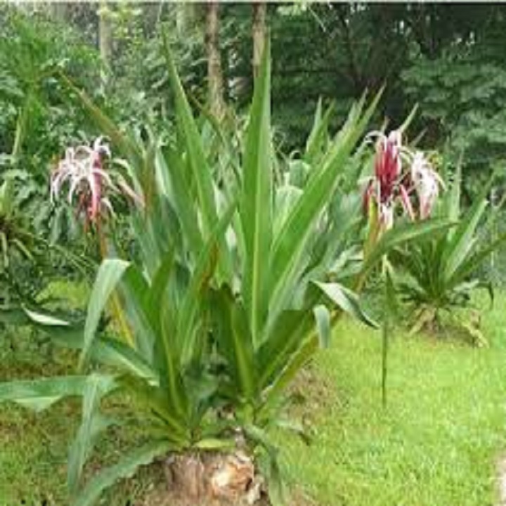 Cây Đại Tướng Quân
