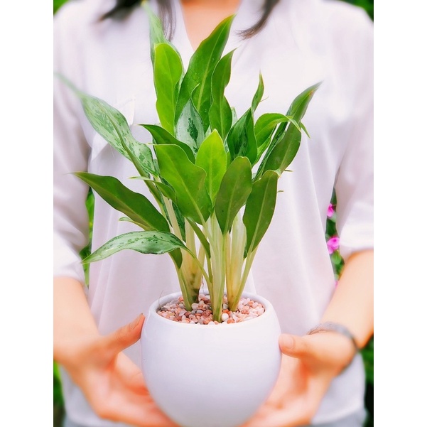 Cây giữ tiền Thái lá nhỏ