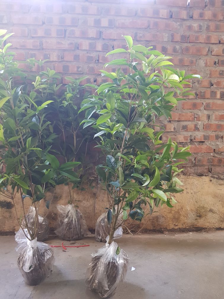 Cây mộc hương ta hoa vàng , cây đẹp giá lại rẻ