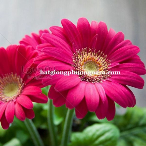 100H - Hạt Giống Hoa Đồng Tiền Mix