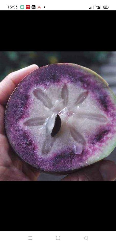 CÂY VÚ SỮA MICA (thơm ngon, vỏ mỏng)