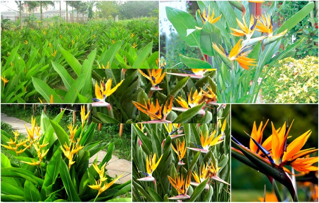 (GIẢM GIÁ SỐC) CHẬU CÂY HOA THIÊN ĐIỂU