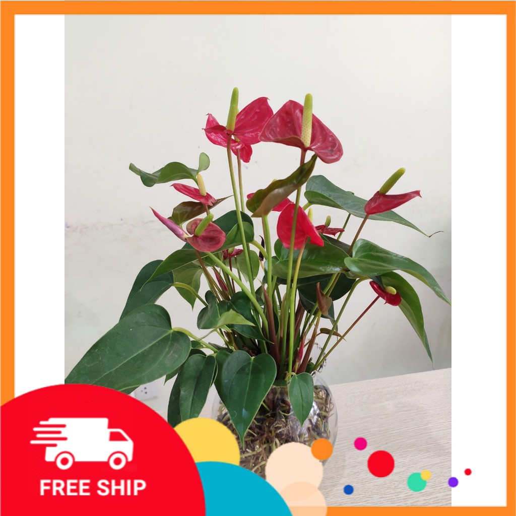 chậu HỒNG MÔN siêu hoa thủy sinh, hoa nở quanh năm, cây phong thủy tượng trưng cho tình yêu và lòng mến khách gia chủ