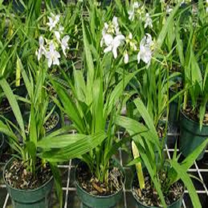 Lan Chu Đỉnh Tím nở hoa đẹp