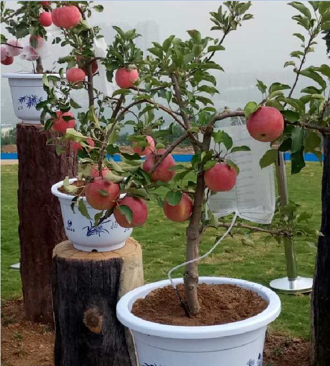 Hạt giống cây táo lùn đỏ ( táo bonsai ) - Gói 10 hạt