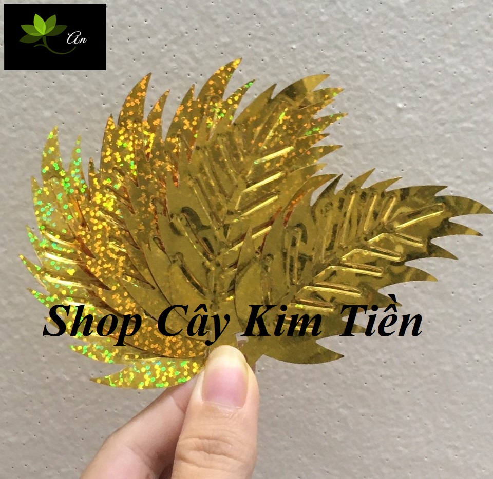 Lá dừa kim sa dài 9cm, rộng 5cm