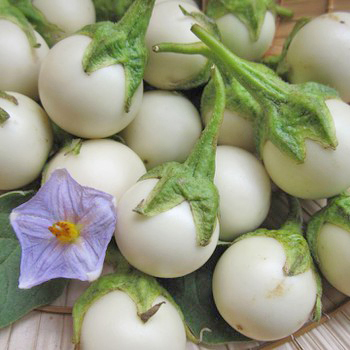 20 Hạt giống cà pháo trắng sai quả