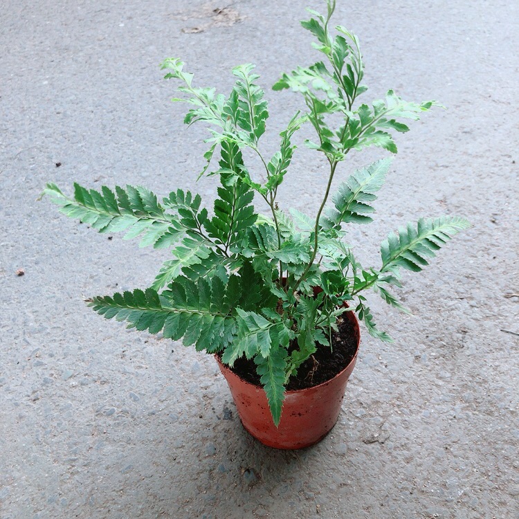Cây dương sỉ