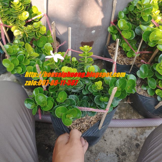 Lài Hoàng Gia ( Lài Nhật)