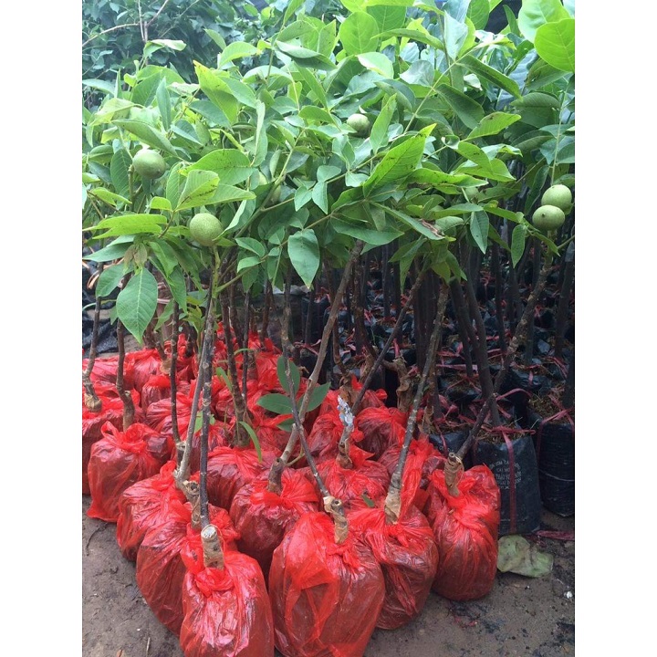 CÂY GIỐNG CÂY HẠT ÓC CHÓ -CAM KẾT CHUẨN GIỐNG