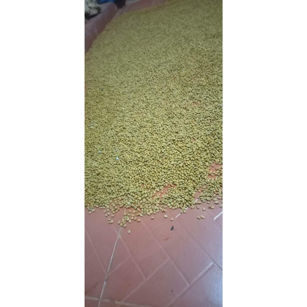 1KG HẠT GIỐNG CÀ PHÊ EA TAR (CƯ MGAR) gói 1kg