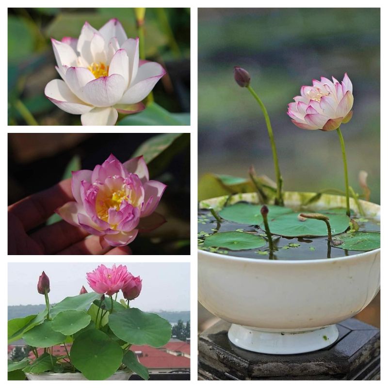 Củ sen giống MiNi Nhật siêu nụ( Cung đình hồng, trắng kép,vàng chanh)