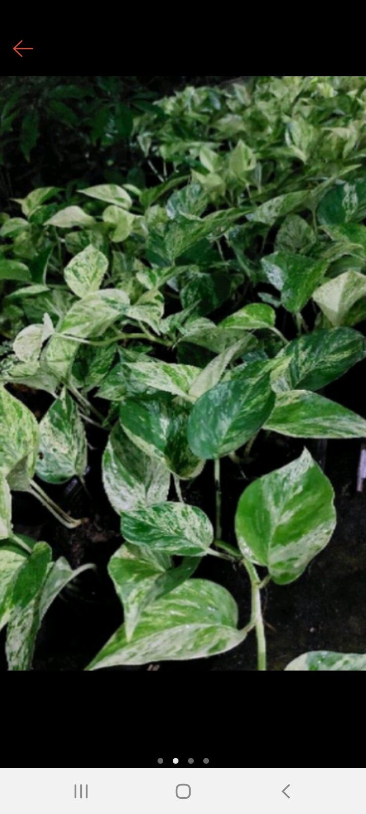 trầu bà sữa