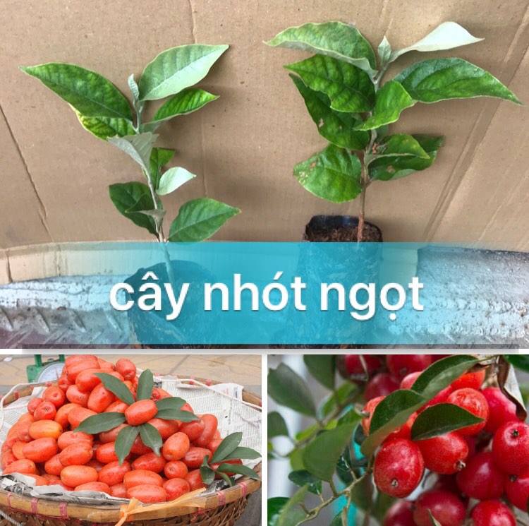 [Học Viện Nông Nghiệp I] Cây nhót ngọt ( com bo 2 Cây )
