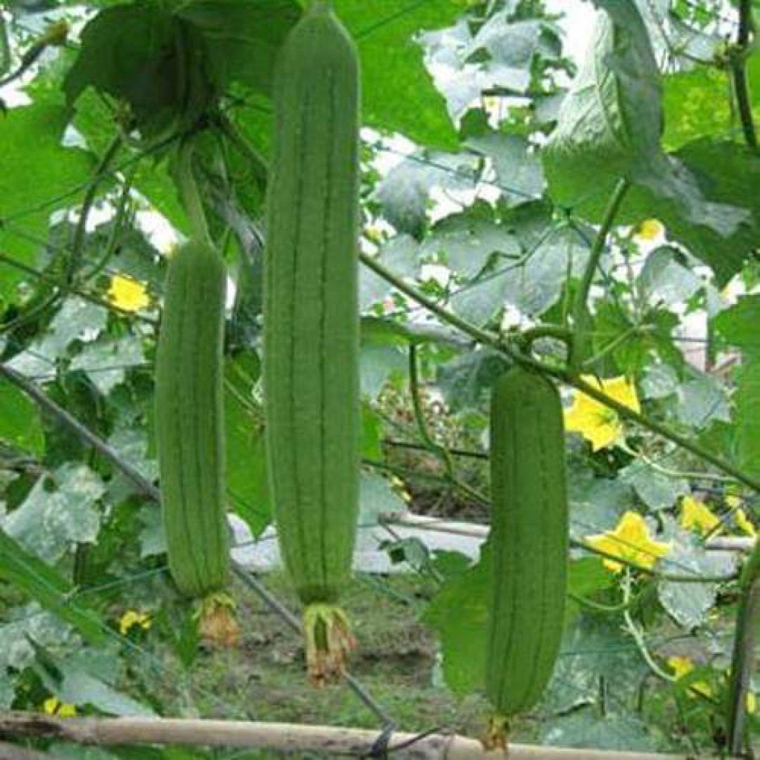 Hạt giống Mướp hương cao sản VTP37 | Vạn Tín Store