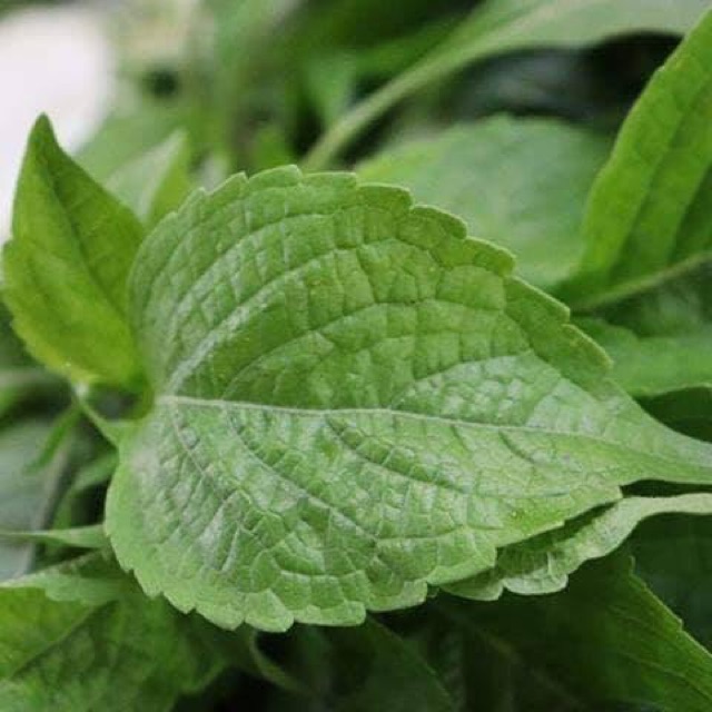 Hạt Giống Bạc Hà Cây Thái Lan ( Thailand Tree Basil Seed)