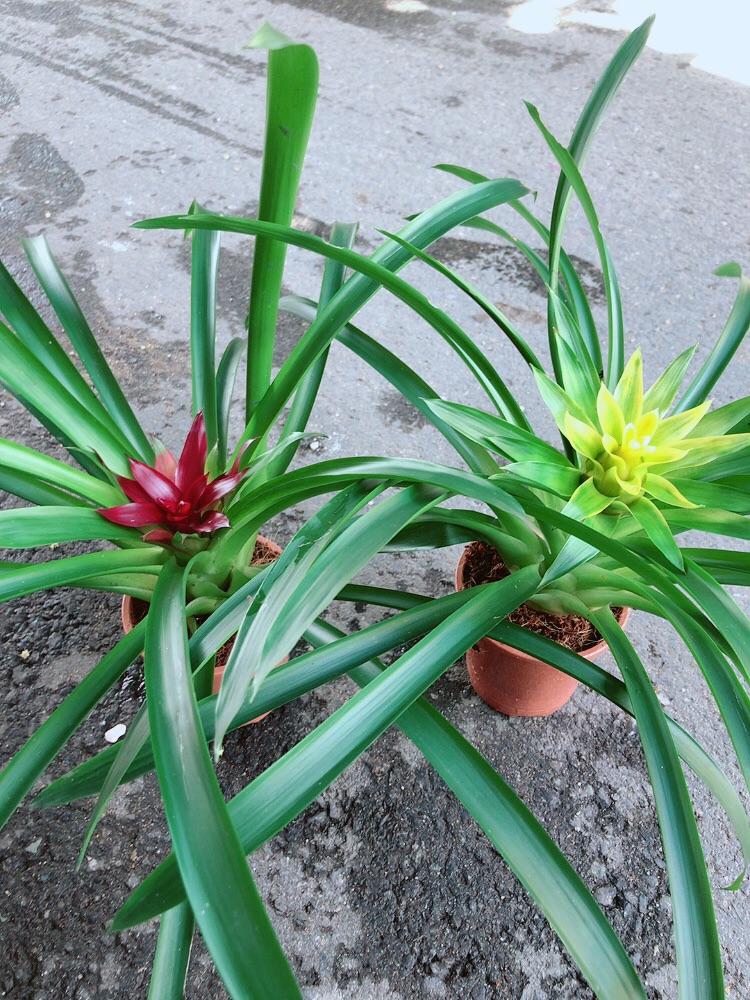 Cây Phát Lộc Hoa Màu Đỏ