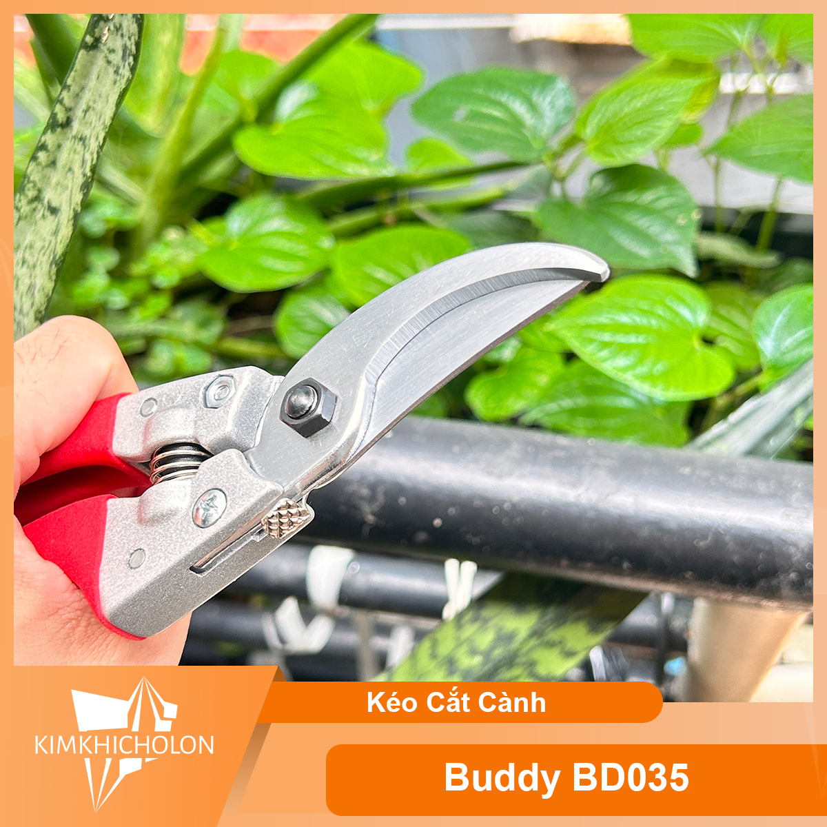 Kéo Cắt Cành Buddy BD035 Chính Hãng