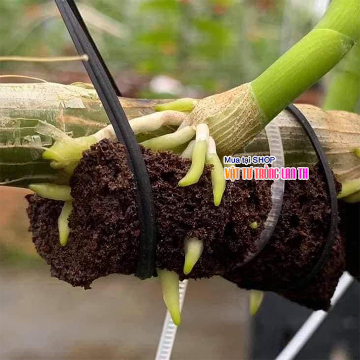 Mút hữu cơ Hà Lan XCELLENT PLUG ươm, kích rễ