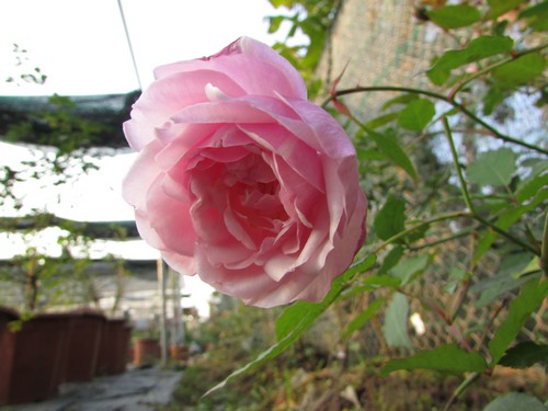 CÂY GIỐNG Hoa hồng điều CỔ– giống hoa hồng truyền thống quý hiếm của Việt Nam