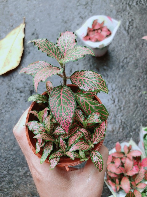 Cẩm Nhung (lá may mắn) đỏ đậm