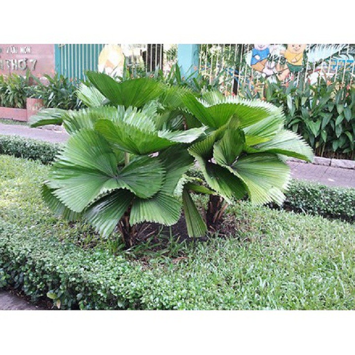 Cây kè Nhật ( cọ Nhật )
