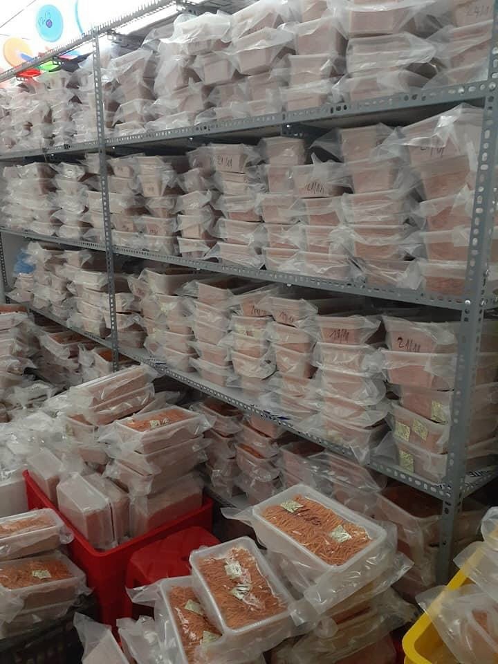 [10g] Đông trùng hạ thảo sấy thăng hoa (Theo đề tài cấp nhà nước)