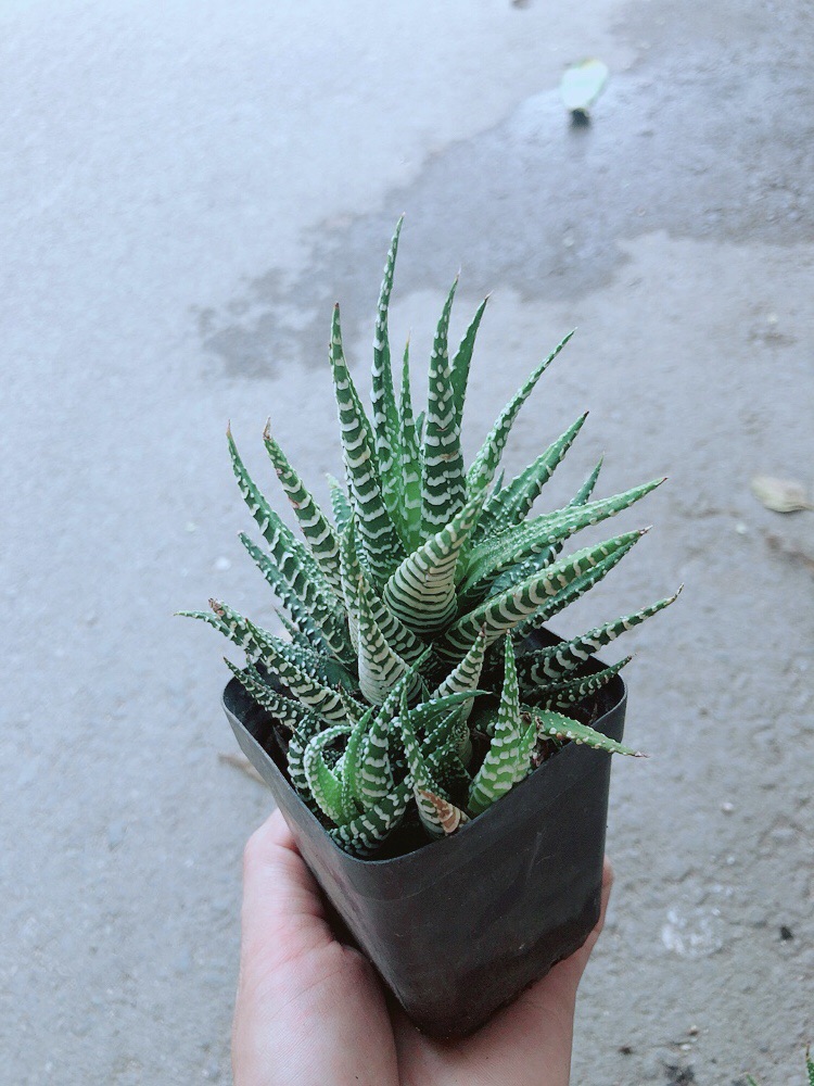 Xương Rồng May Mắn