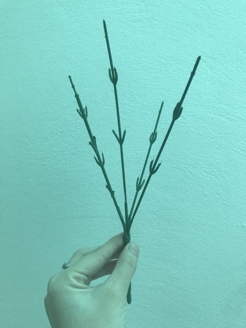 Combo 100 Thân cành cắm hoa - Phụ kiện làm hoa