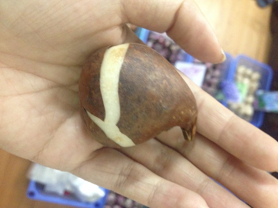 5 củ giống hoa tulip hoa màu cam